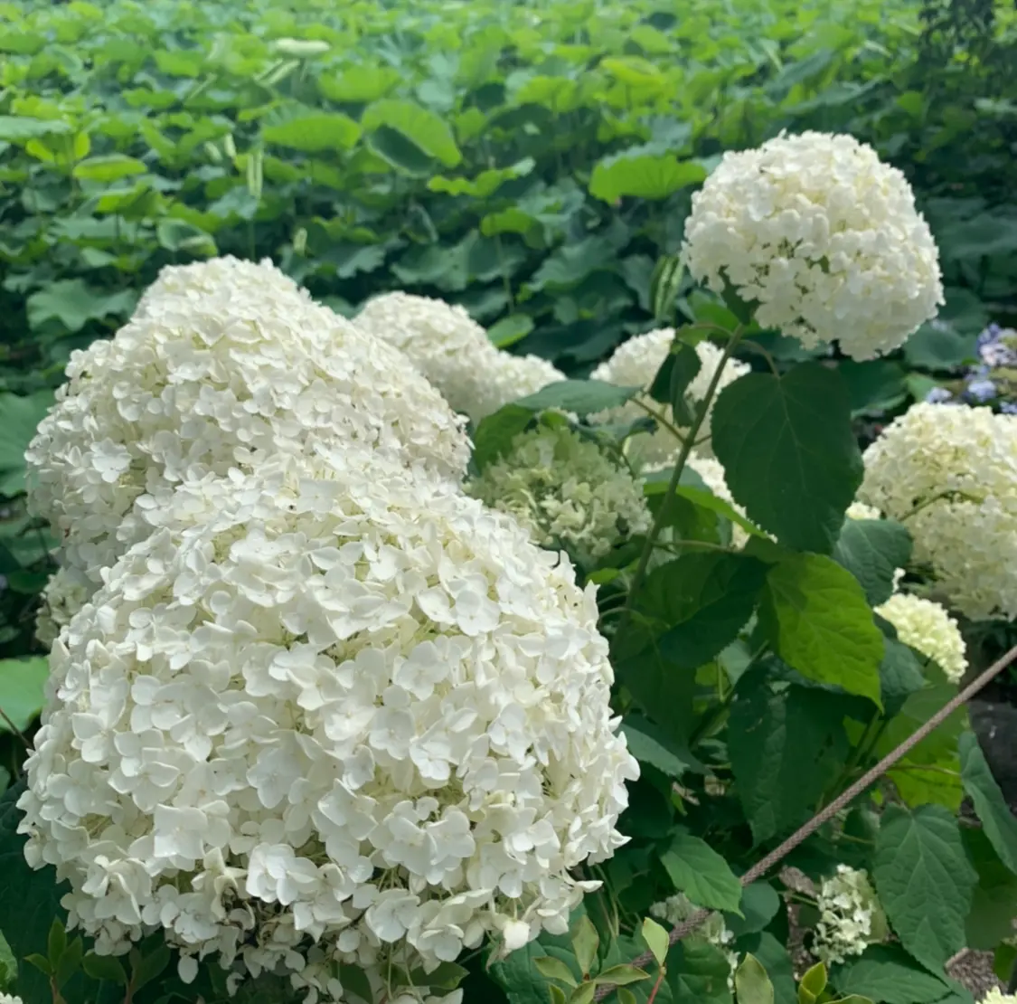 【梅雨も楽しめる♪】上野をお散歩してみませんか?☺︎_2