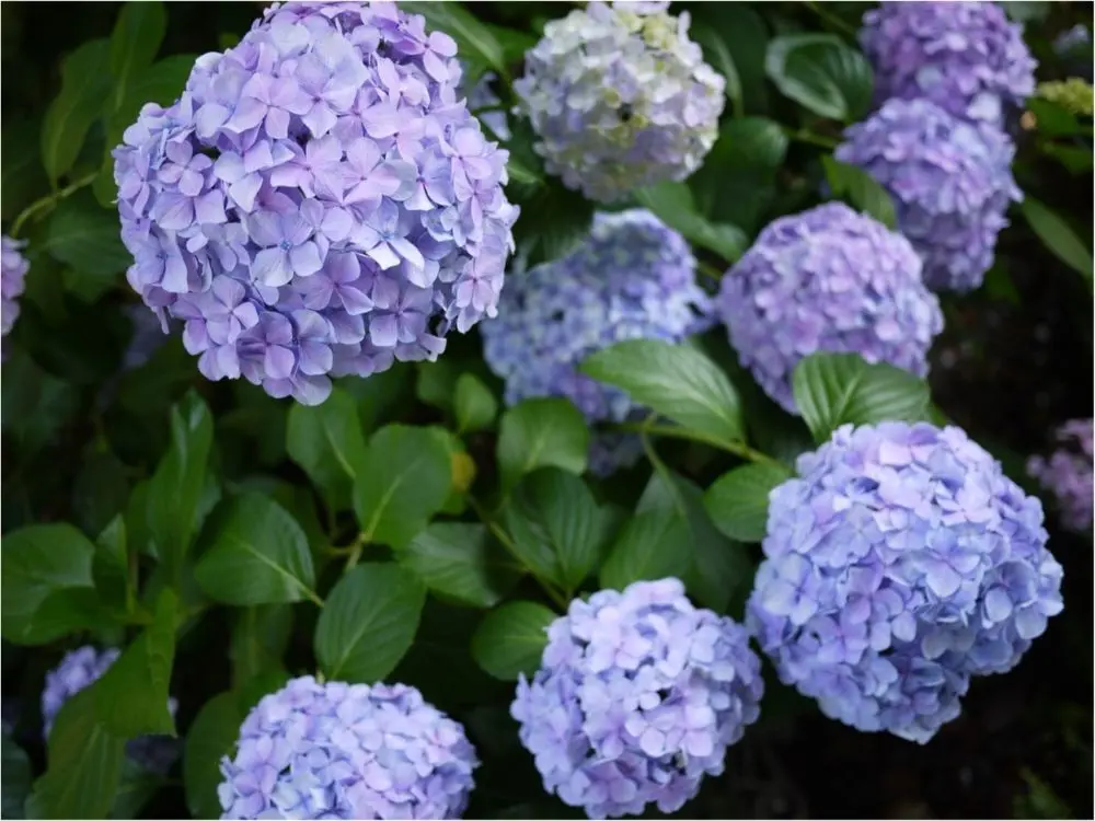 鎌倉の紫陽花名所特集 - 人気のあじさい寺「長谷寺」「名月院」などおすすめスポット_41