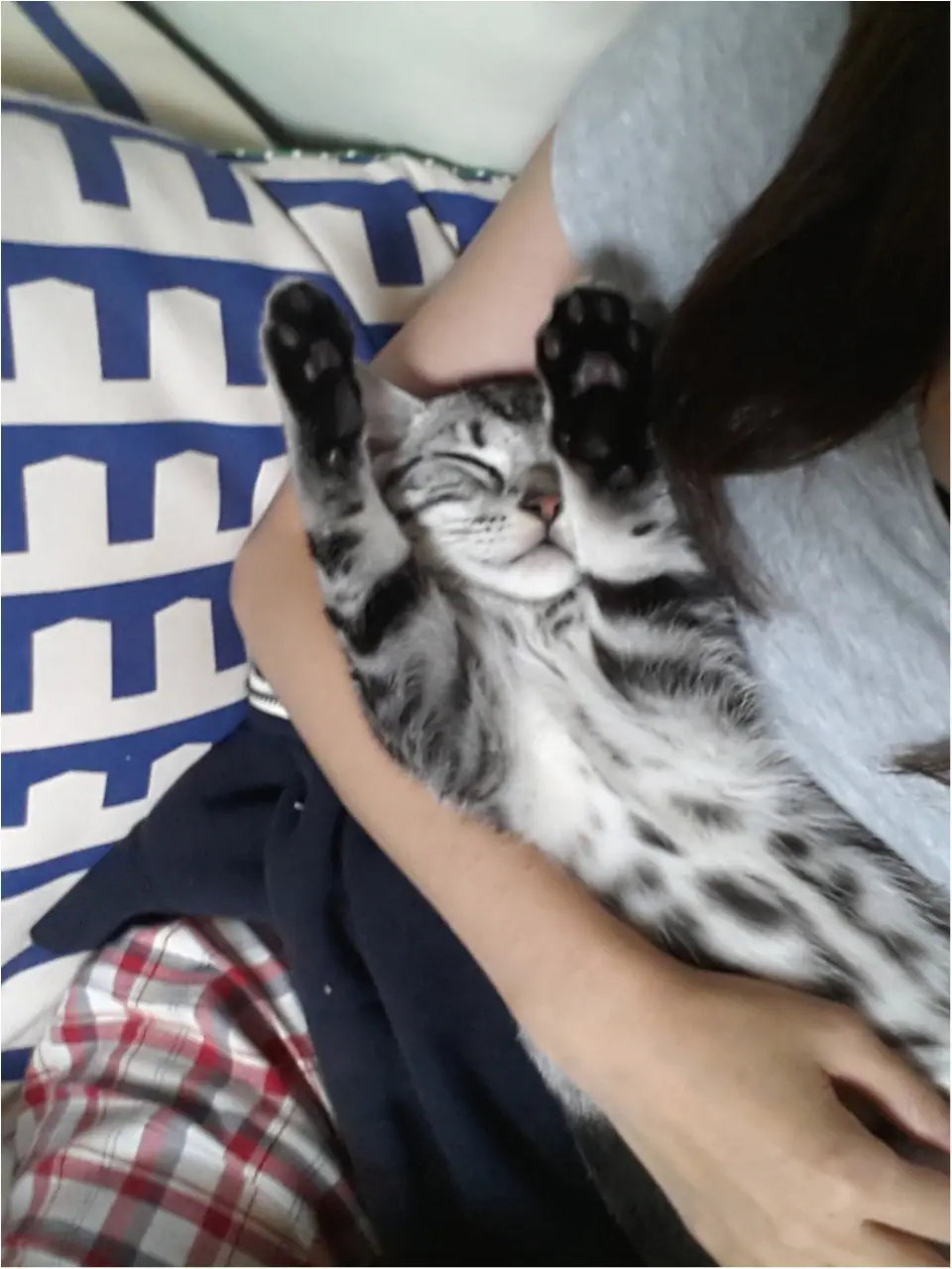 【今日のにゃんこ】大好きだっこで「バンサイ寝」しているさらんくん♪_1