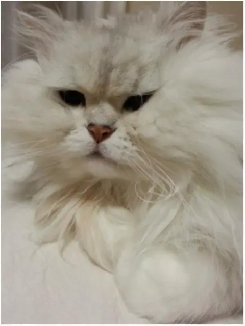 【今日はにゃんにゃんの日】「今日のにゃんこ。」まとめ❤_2