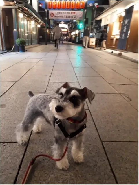 【今日のわんこ】見慣れぬ街並みに興味津々のサクラちゃん♡_1