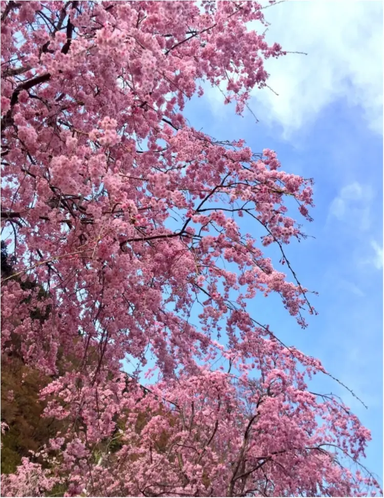 お花見するならピンクをリンク!コーデも桜色にして春を楽しもう♡_1