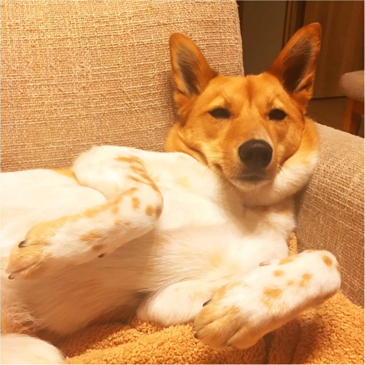 【今日のわんこ】うらめしや~!? こだまちゃんのこのポーズの理由って?_1