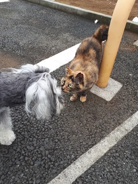近所の猫となかよくお話しているサクラちゃん。
