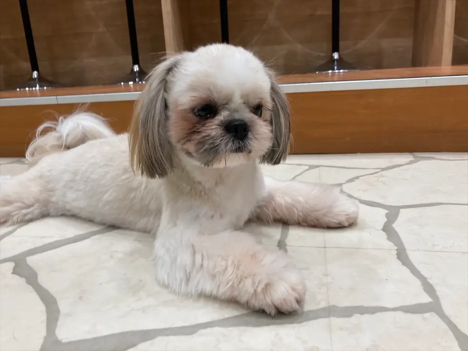 【わんこ好きさん必見!】puppy cafe RIO行ってきました♡癒されまくりスポット!_7
