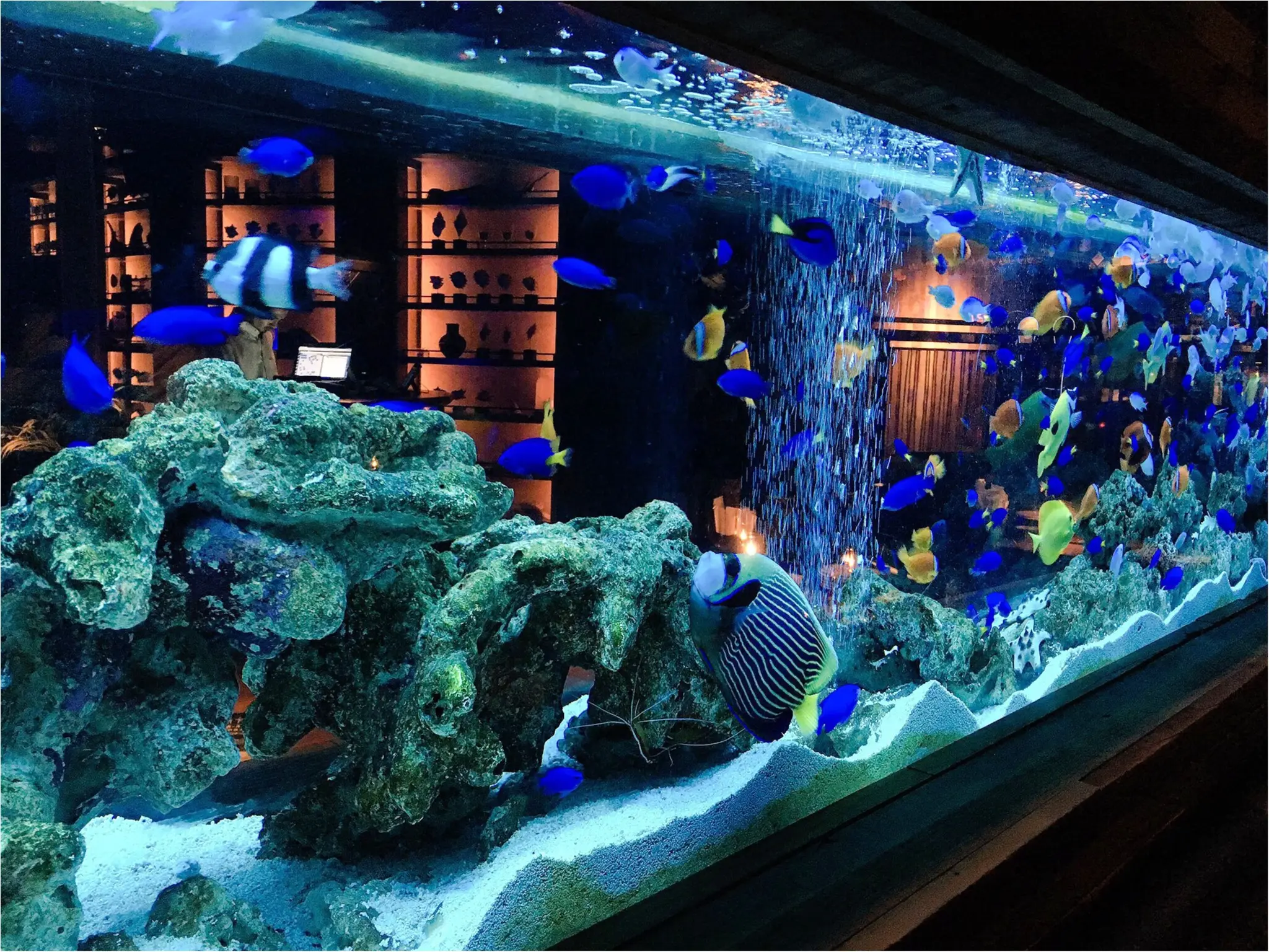 水族館…?いえいえここはダイニングバーなんです(﹡´◡`﹡ )♡新宿『LIME』に行ってきました!_1