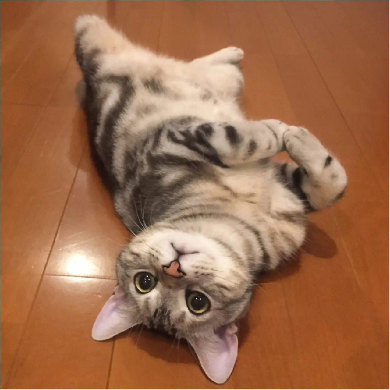 【今日のにゃんこ】ごきげんなんです♡ アランくんは、今日もへそ天中♪_1