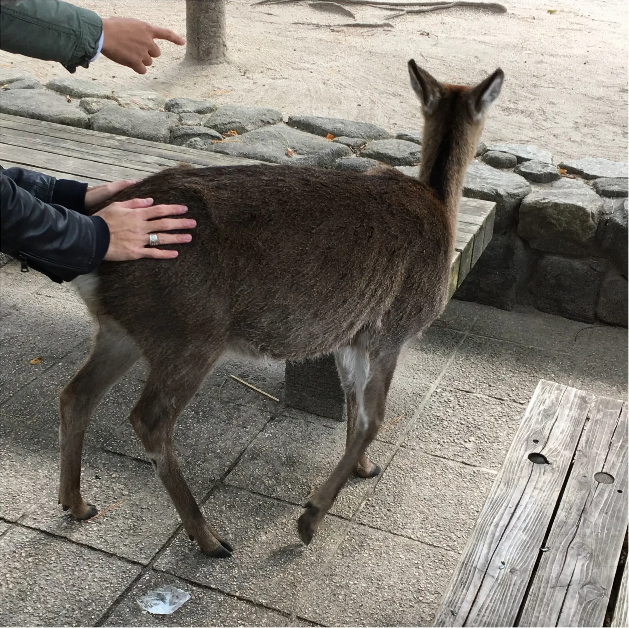 BUMPライブ前の宮島観光!_2