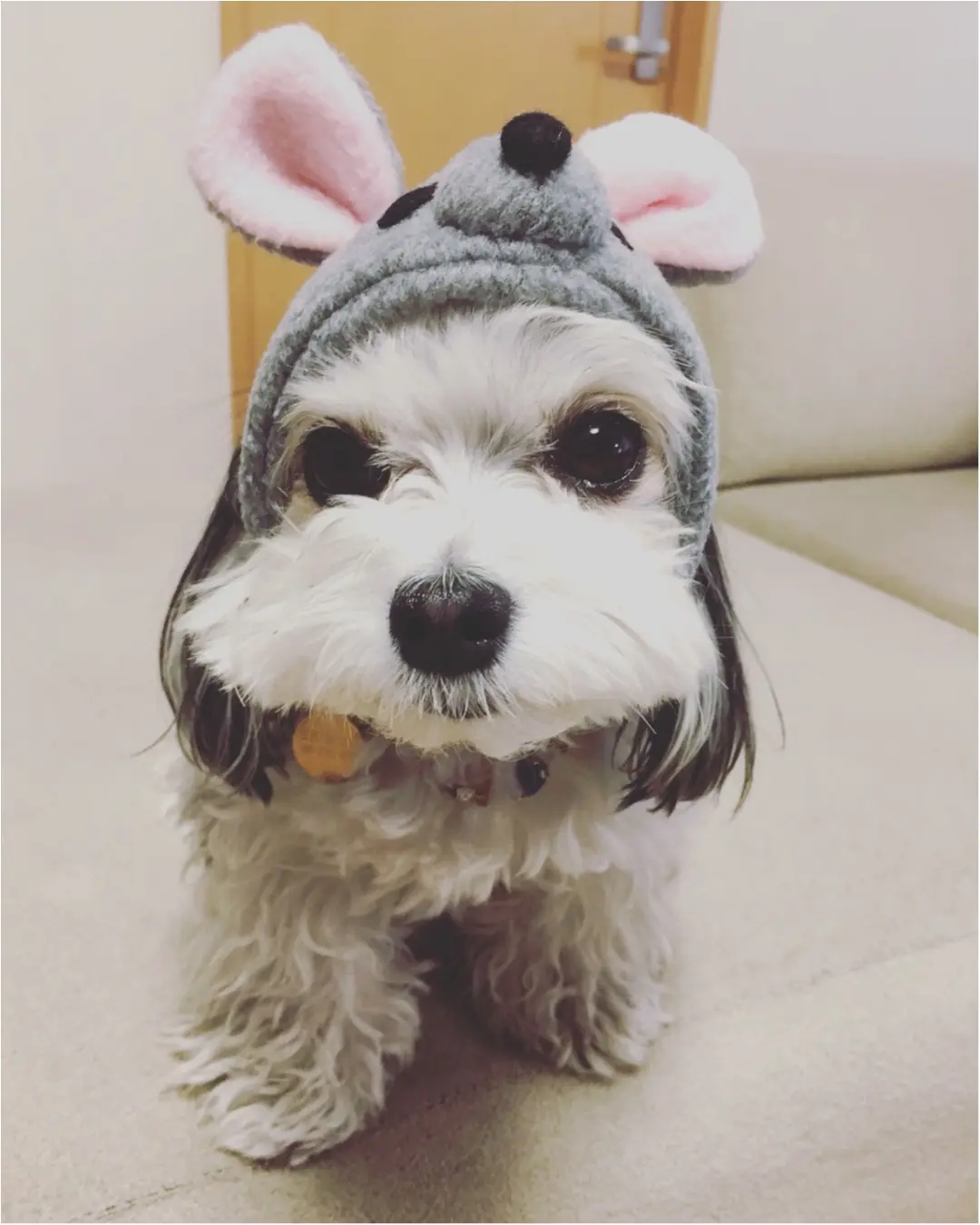 【今日のわんこ】うまくできた? 〇〇〇に変身した太郎くん♡_1