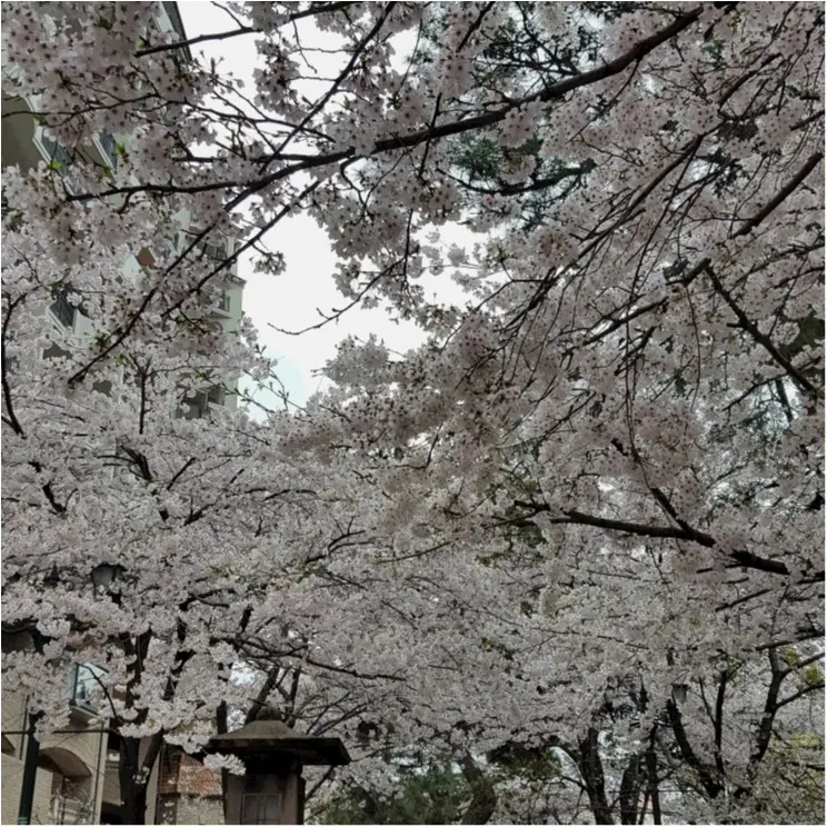 花のみちを通って、おしゃれな和カフェでほっこりしませんか?_3