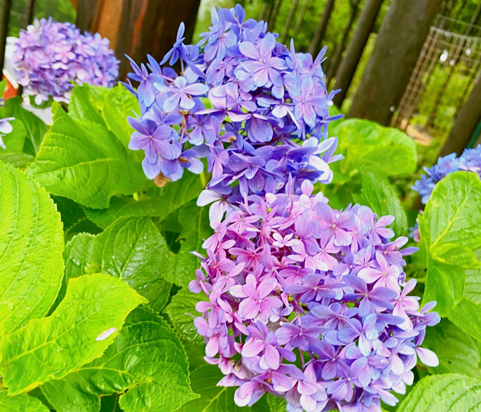 【三島スカイウォーク】絶景!だけじゃない!紫陽花めぐりで〆はスイーツ♡_3