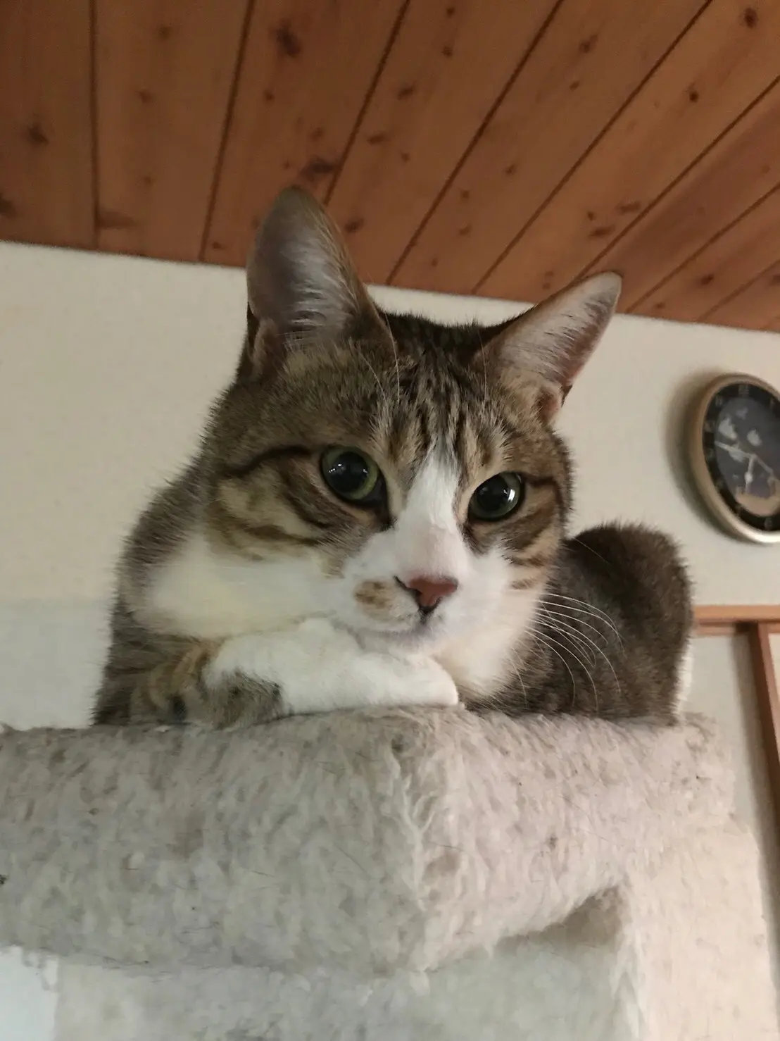 【今日のにゃんこ】「あにゃたの悩みを話してみにゃさい」 そらくん、お悩み相談室!?_1