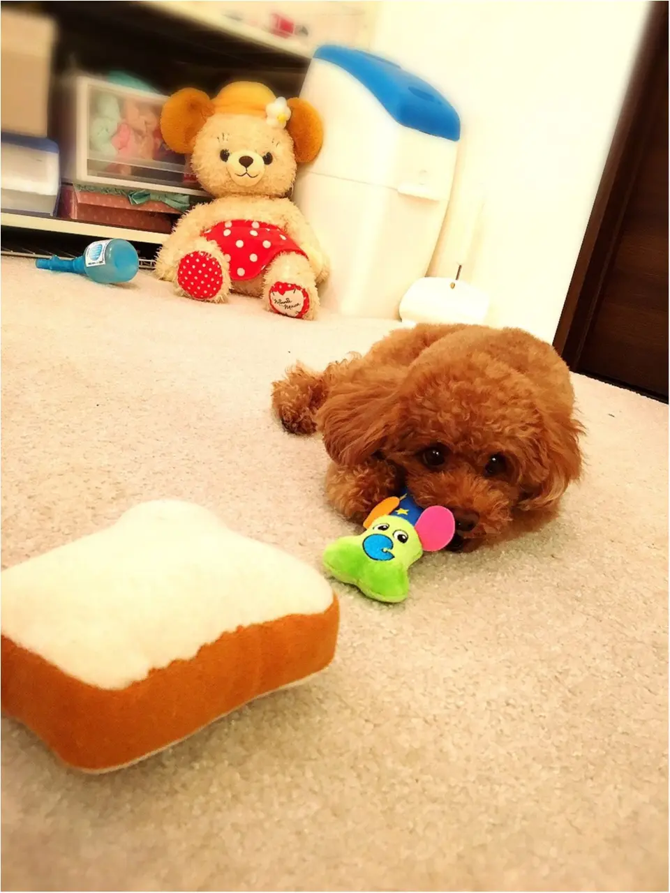 ♡【トイプードルまるこ】ご紹介♡モアハピ◡̈のぞみ♡_15