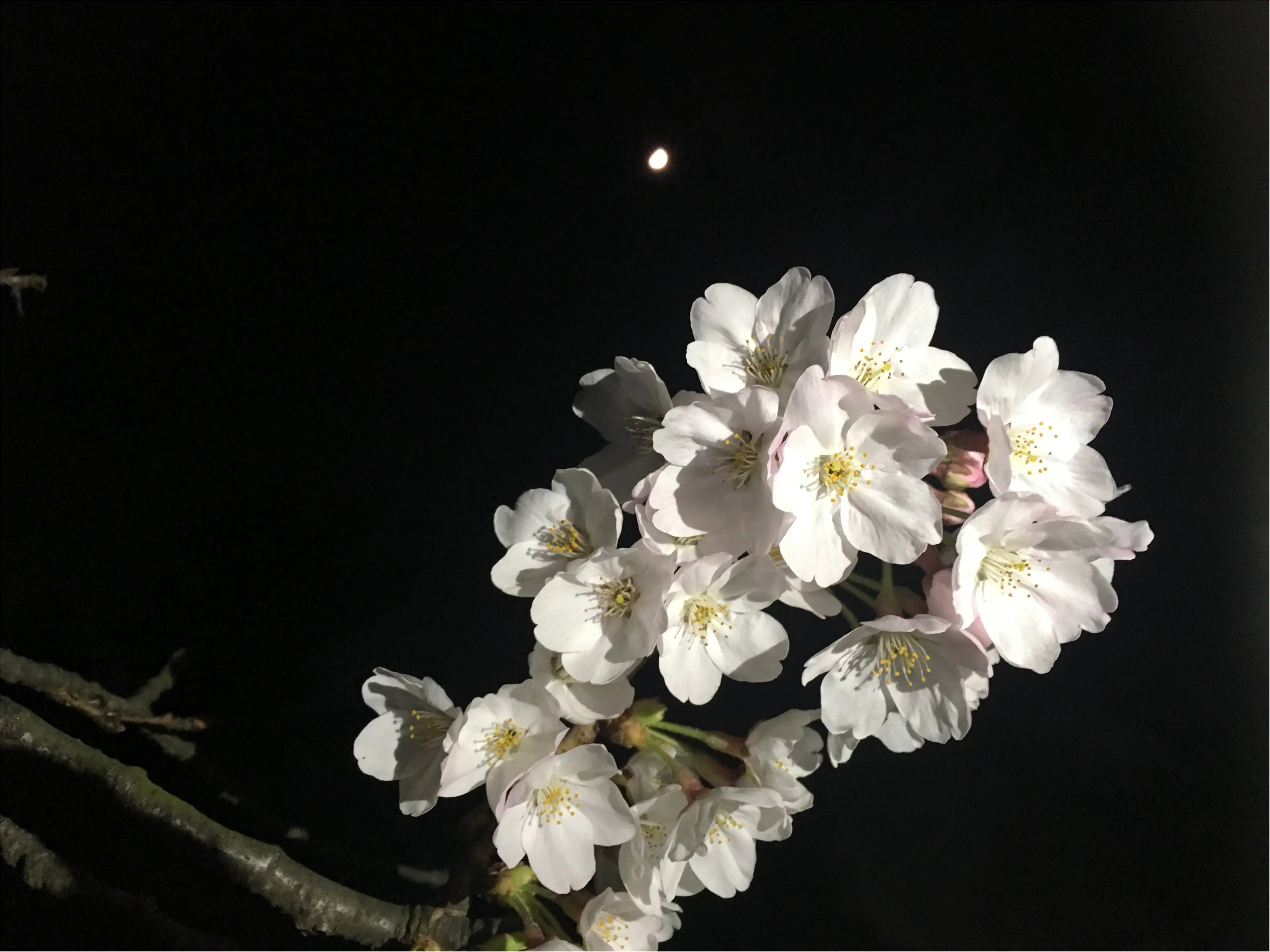 ★adidasのスニーカーを使って昼のお花見コーデと夜のお花見コーデ★_4