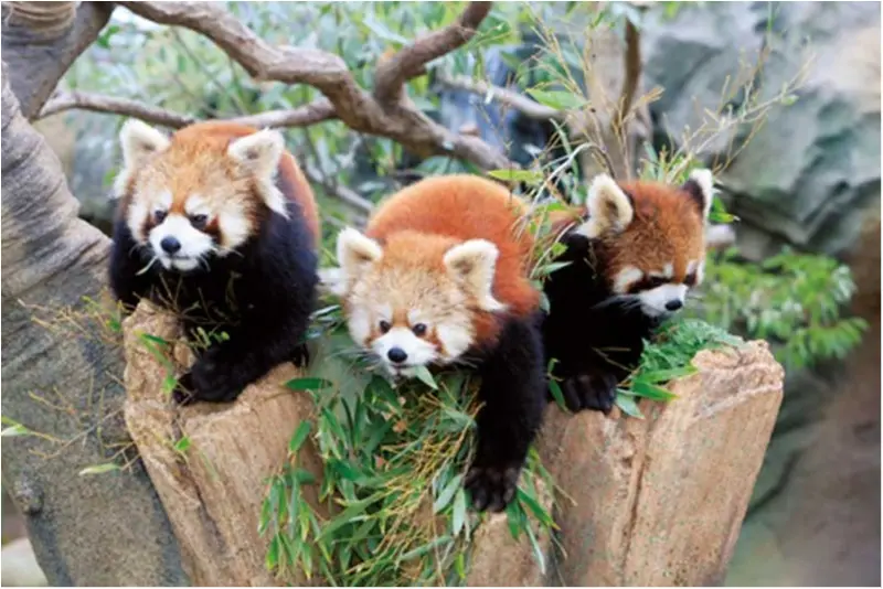 新エリアOPENで大人気の『神戸動物公園』によく行きます!【ニッポン全国ご当地OLのリアルな生態リサーチ】_3