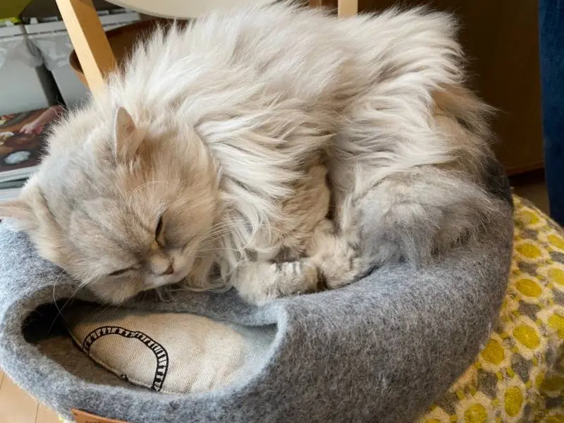 ベッドの上に乗る猫・ココンちゃん