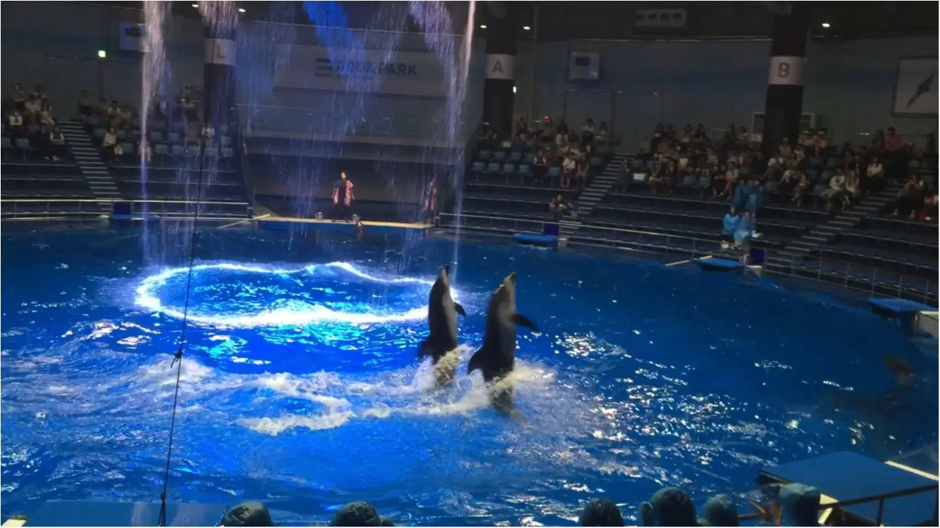 昼と夜でイルカショーが変わる!?光・音・映像と海の生き物のコラボレーション ✨《*アクアパーク品川*》の魅力☆★ _17