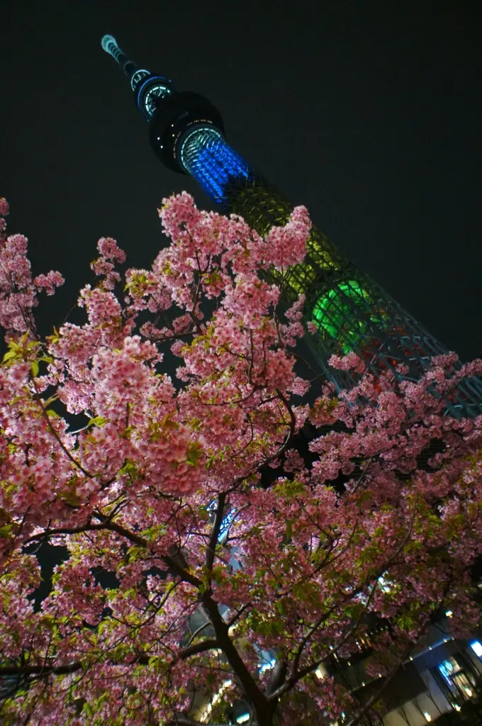 《ひと足お先にお花見❤️》【都内】で楽しめるおすすめの夜桜スポットはココだ☝︎❤︎_1