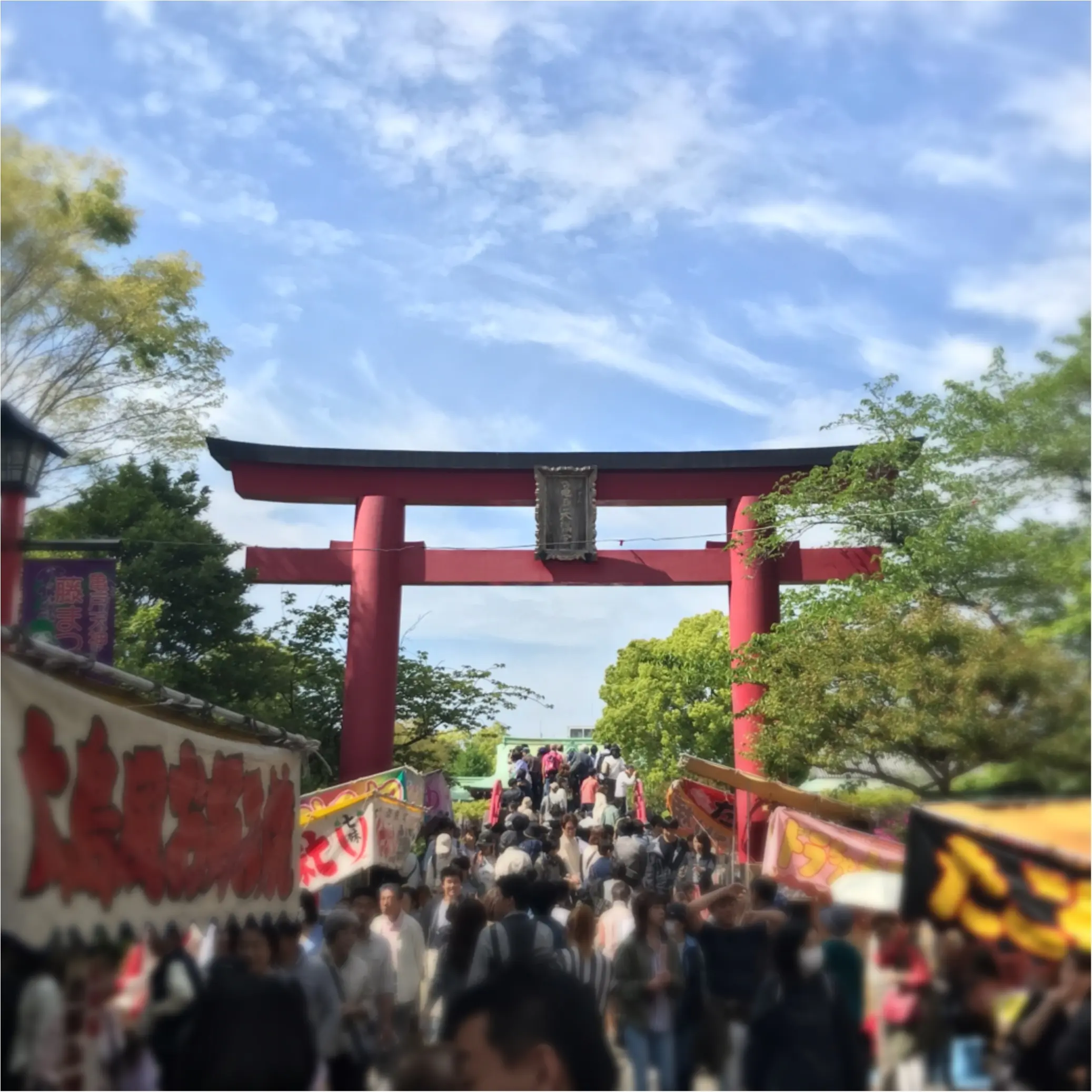 【5/7まで!】下町に広がる紫のカーテン♡亀戸天神の《藤まつり》_1