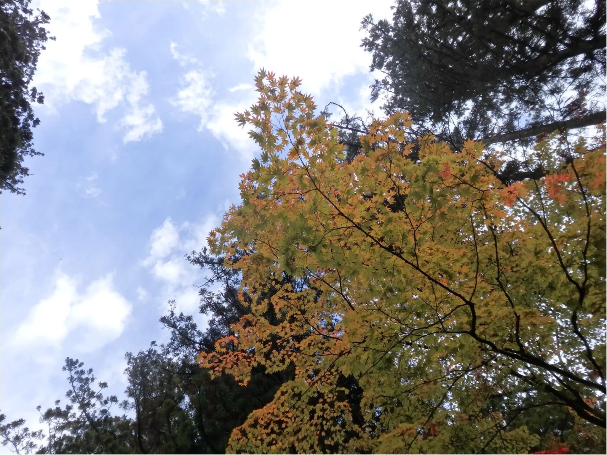 【知らなかった!】日本一楽しめる神社へ潜入してみた_41