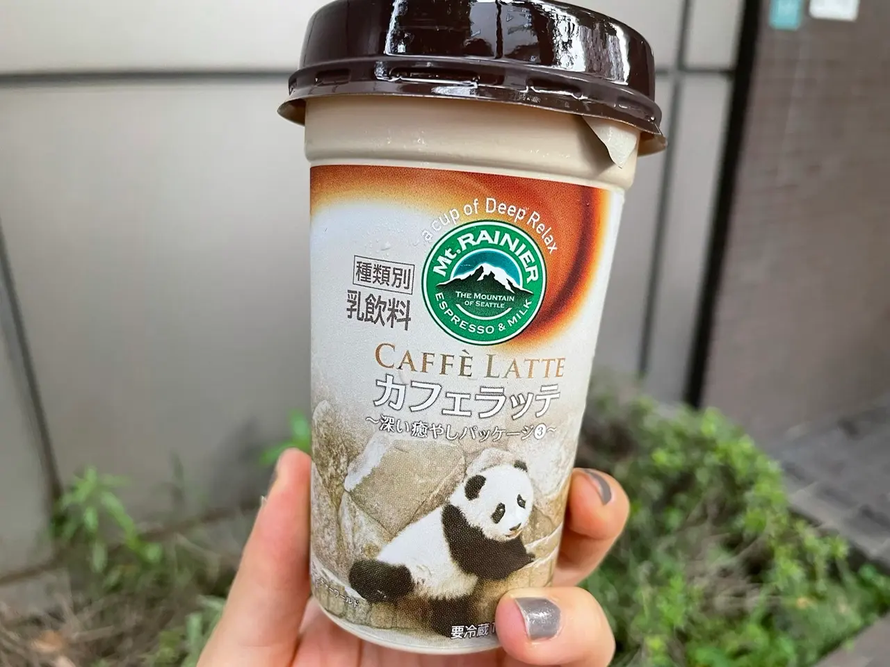 マウントレーニアの動物園コラボ。パンダの赤ちゃん。