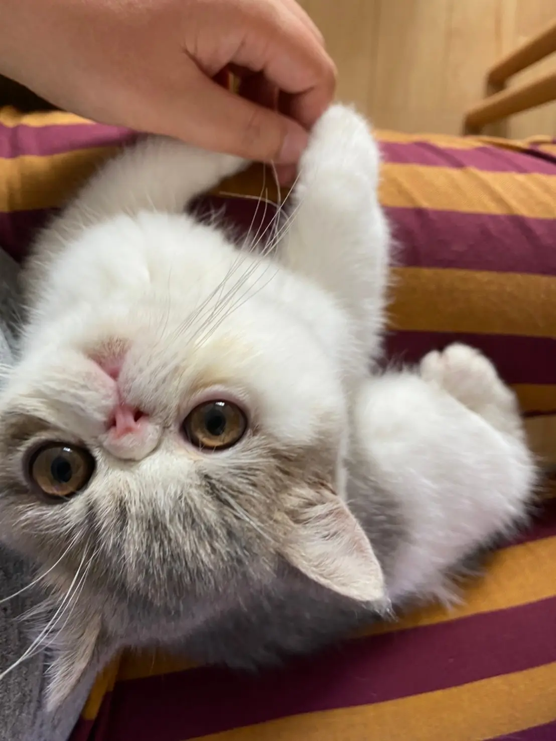 飼い主の膝の上で甘える猫・こたつくん