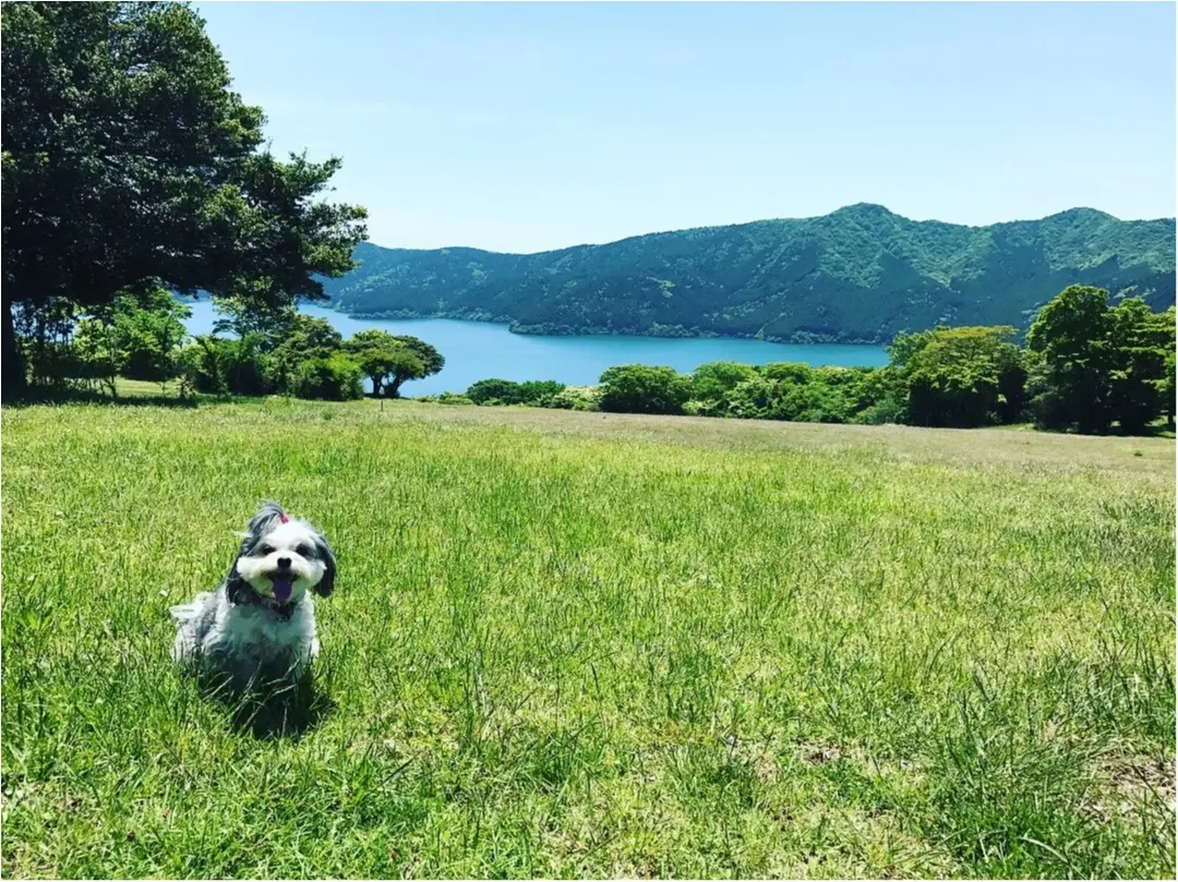 【今日のわんこ】いい天気♡ 太郎くん夏を満喫中♪_1