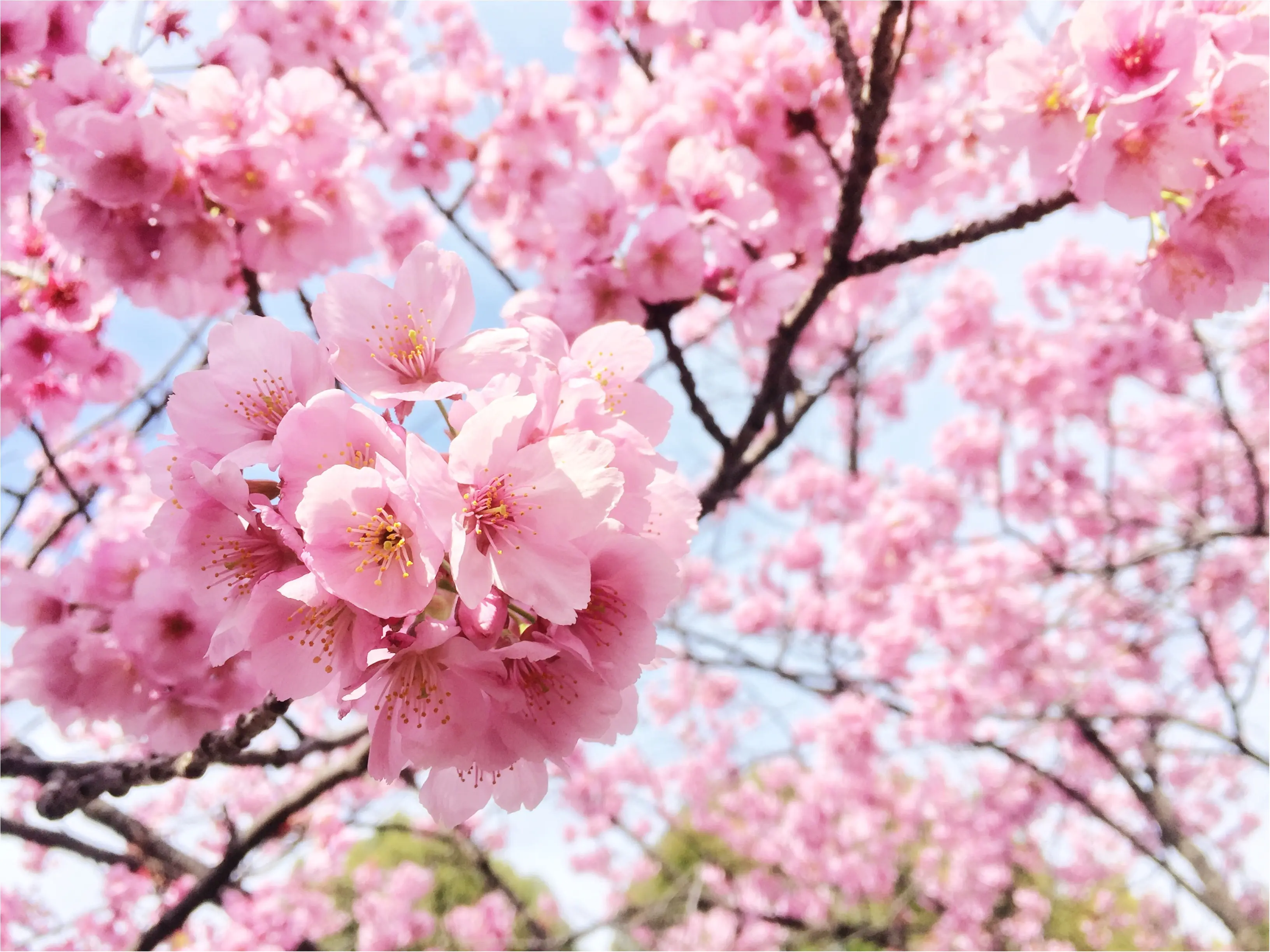 春最高!お花見最高!!モアハピ最高!!!_13