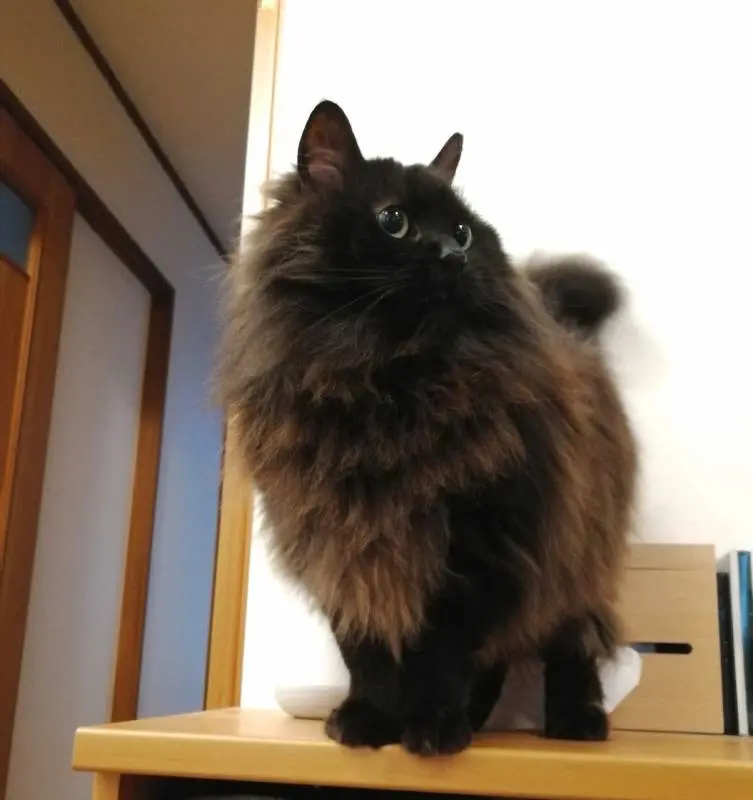 ジャンプして飛び乗った棚の上でご機嫌な猫・ゆらちゃん