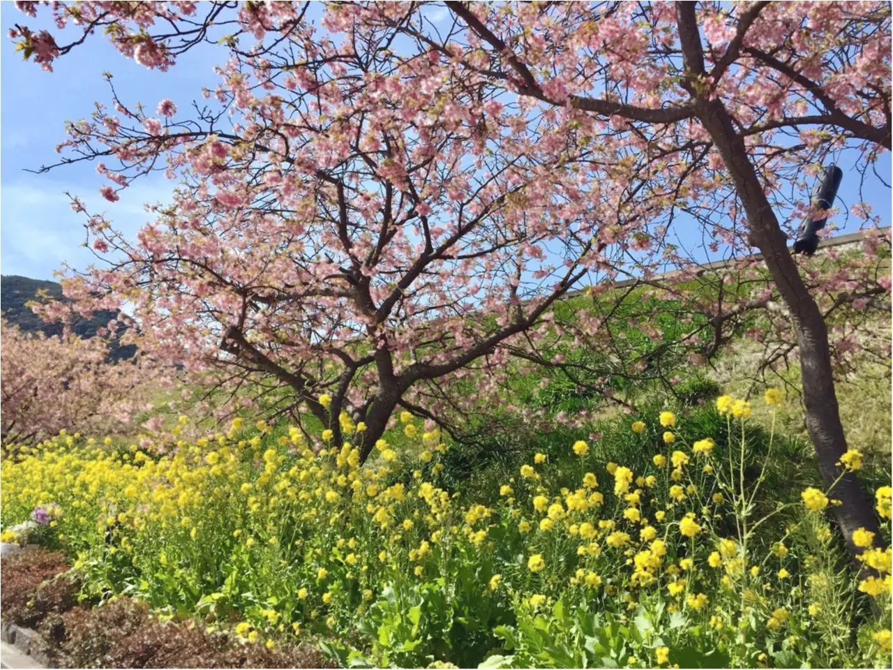 春の訪れを感じに…『河津桜まつり』へ行ってきました♡*_2