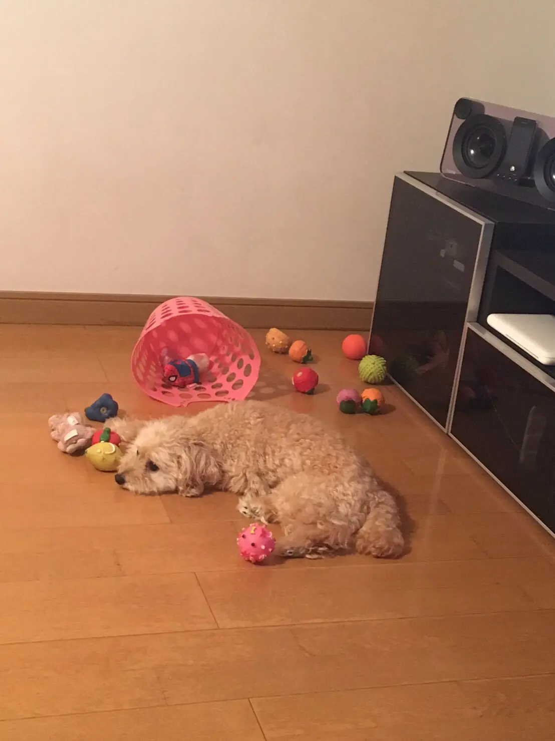 【今日のわんこ】シフォンちゃん、今あるおもちゃに飽きる、の巻_1