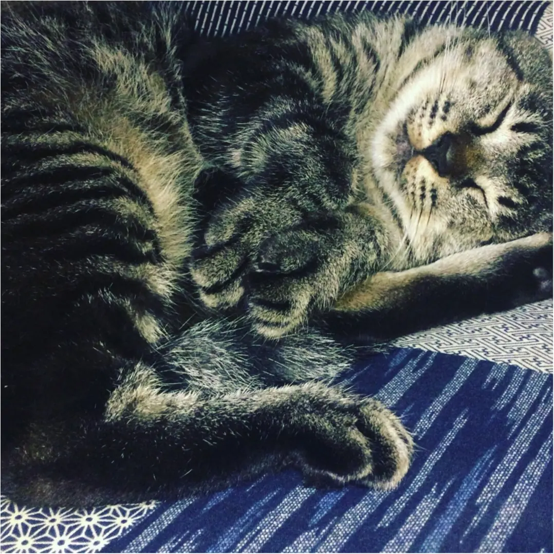 今日は世界猫の日♡_1