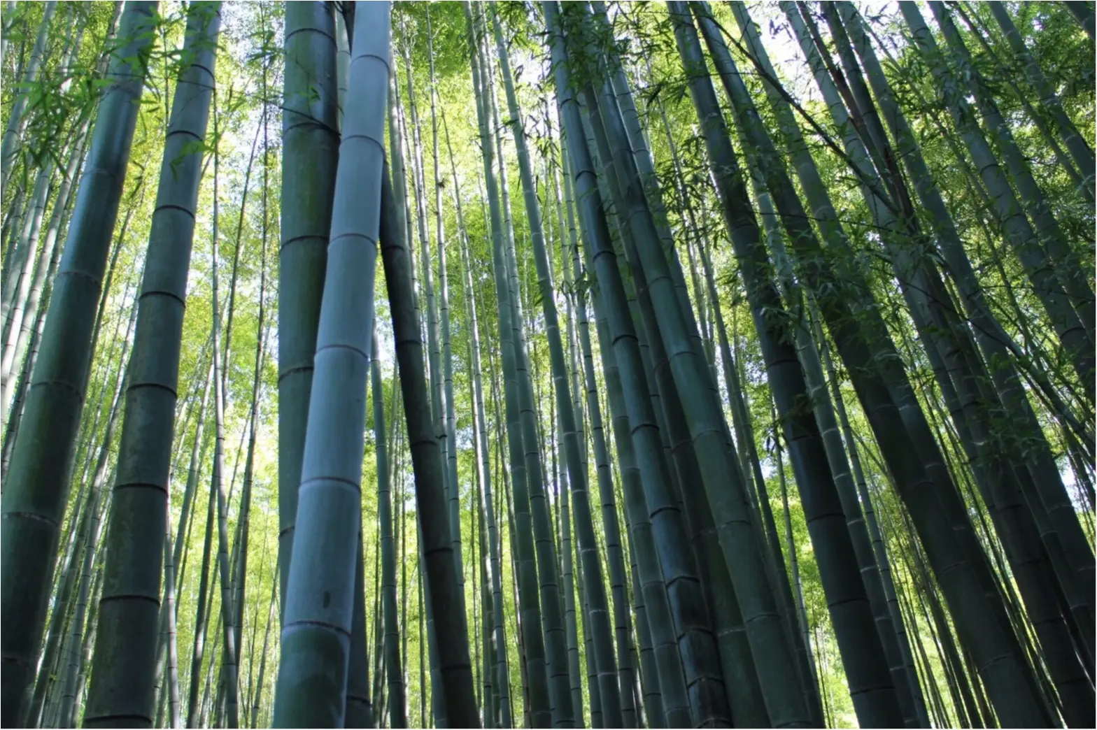 【鎌倉】着物で行きたいスポットNo.1♡フォトジェニックすぎる「報国寺」散策!_2