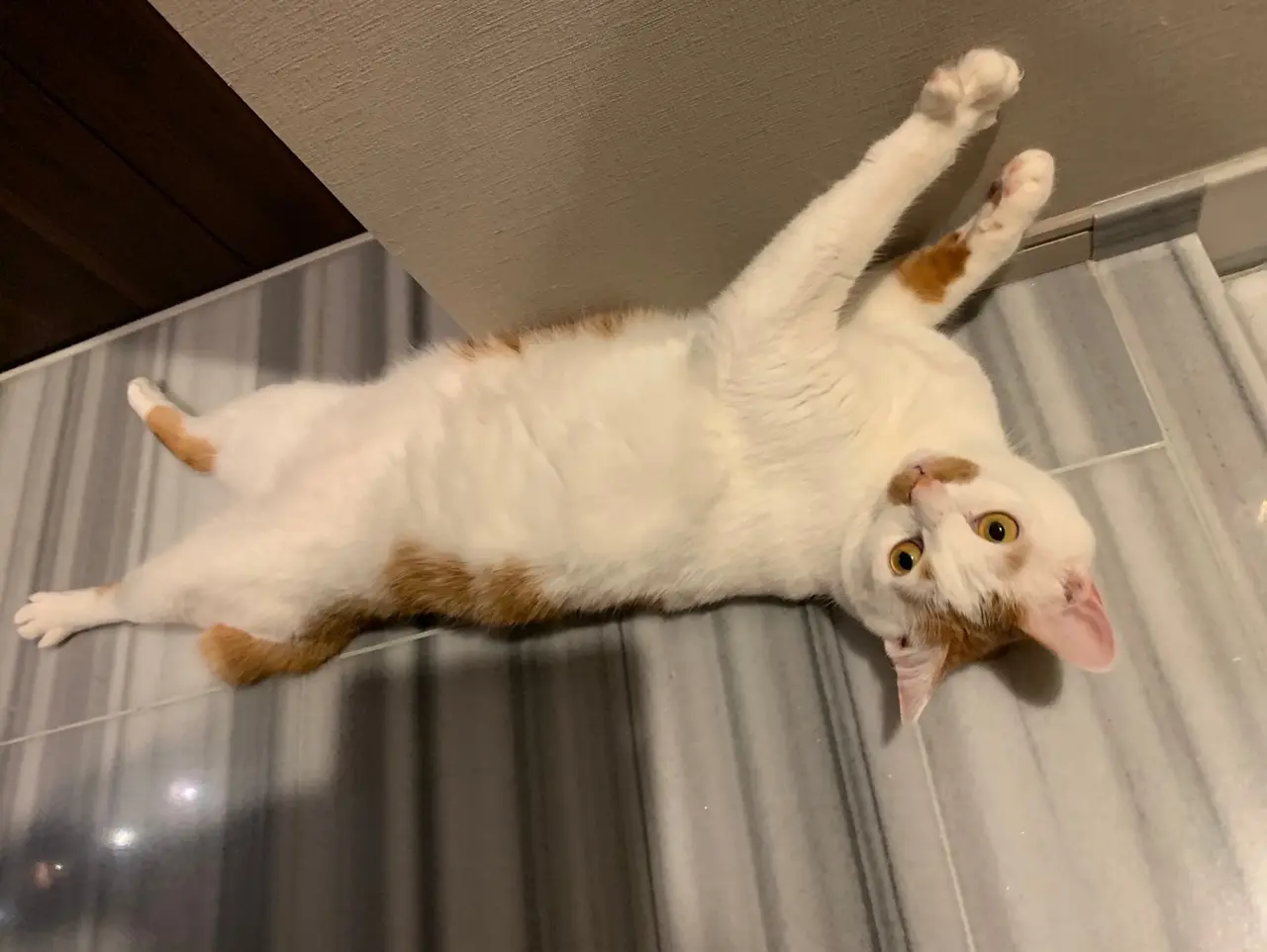 家の玄関でねっころがるラビくん