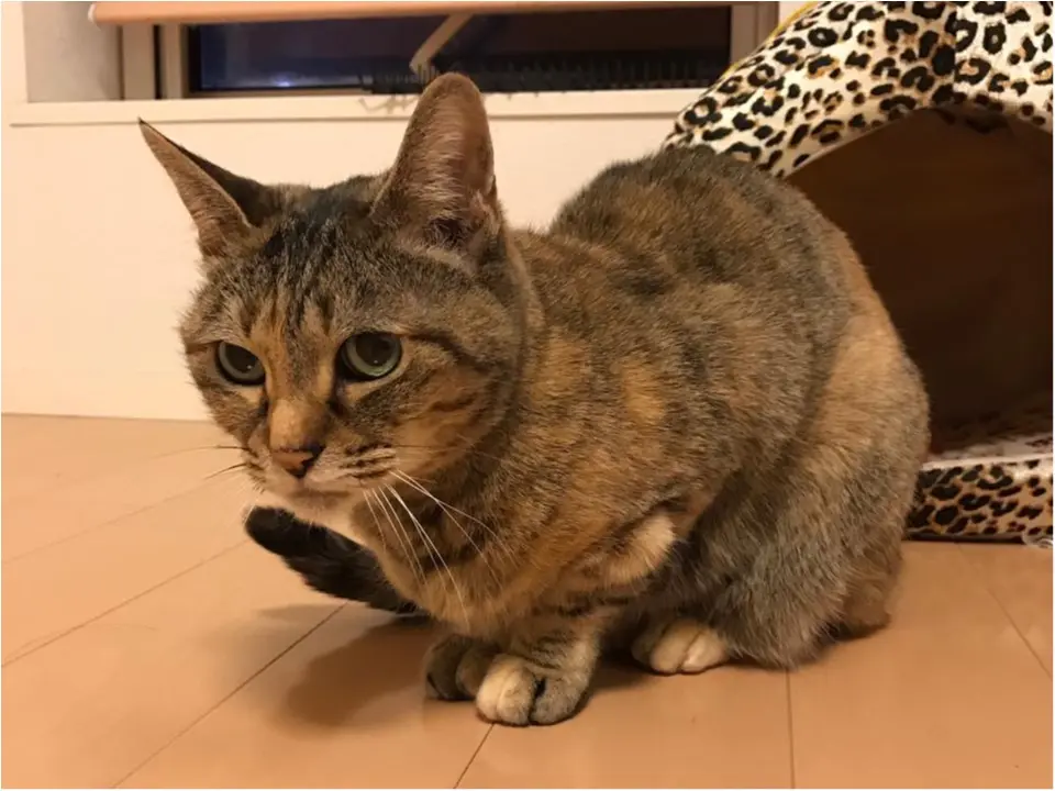 おすすめ東京みやげ『東京さくさくショコラ』_1