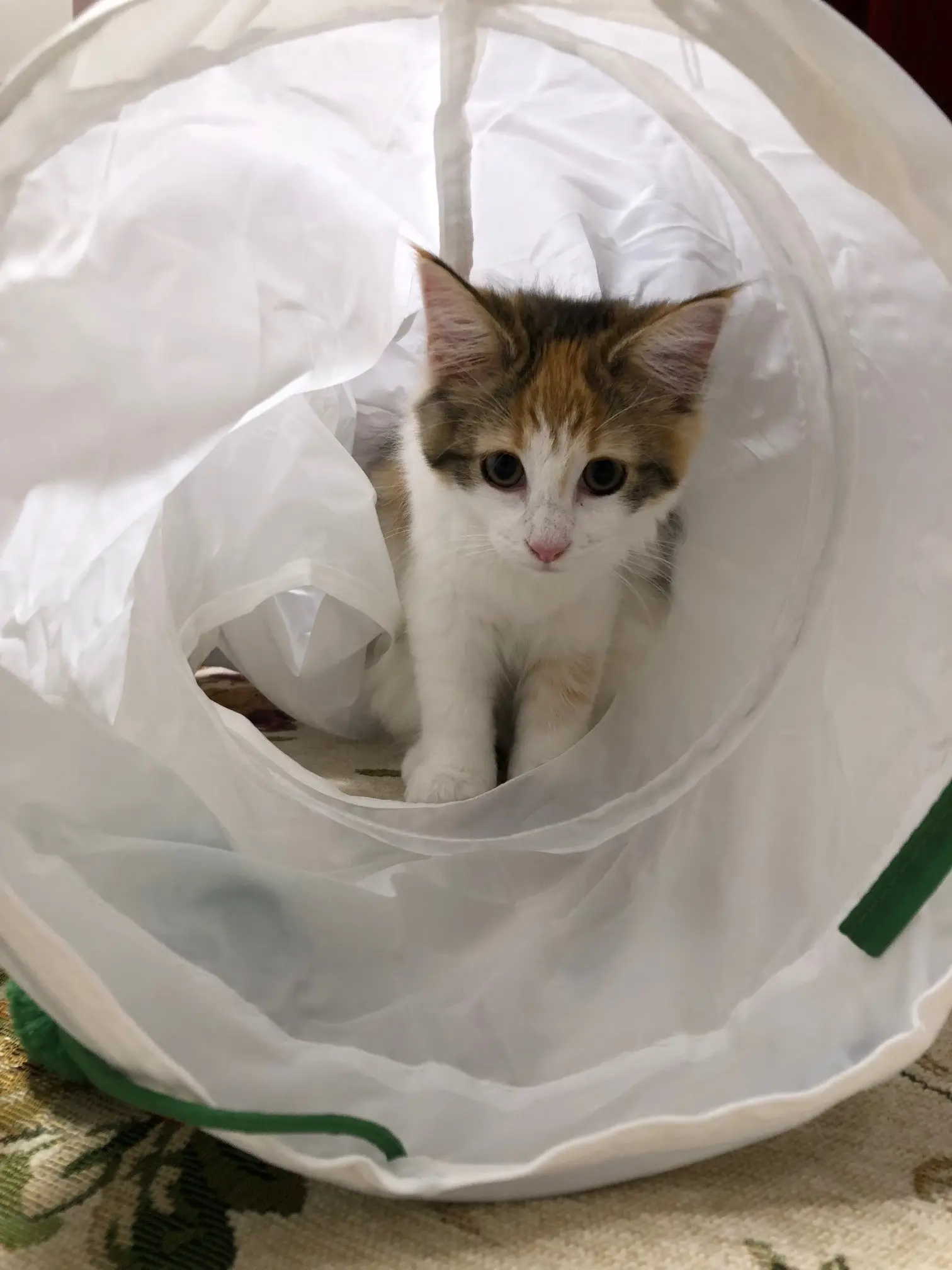 【今日のにゃんこ】『IKEA』で買ったトンネルで遊ぶ万里ちゃん♡_1