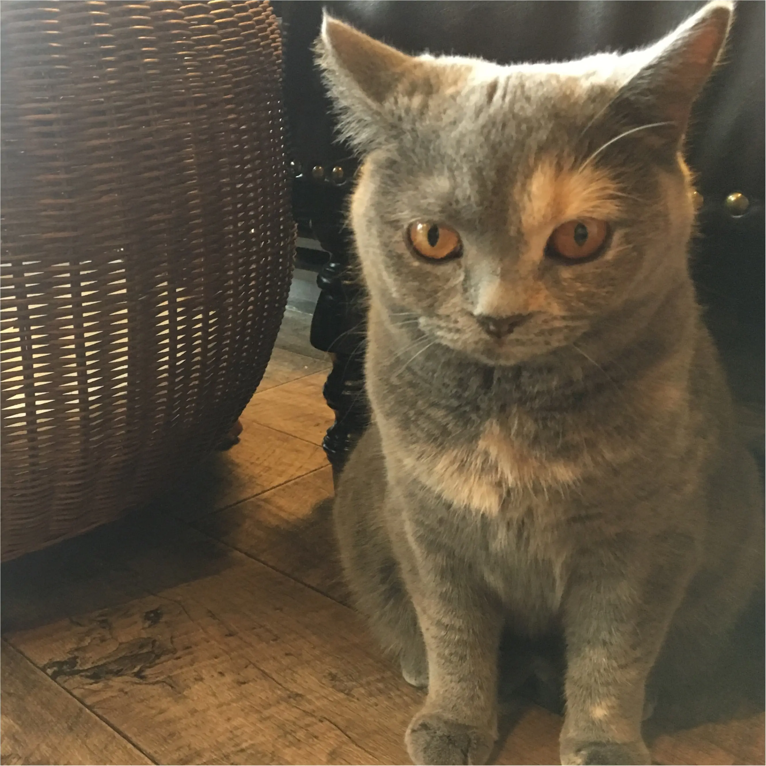 【猫カフェ】渋谷で癒しの猫カフェ♡今ならカワイイ子猫にも会えちゃう♪_15