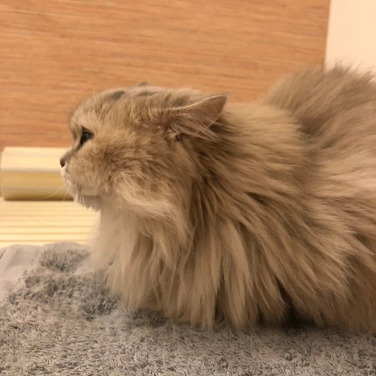 【今日のにゃんこ】#ねこの日 のココンちゃん。飼い主の入浴中は必ずフタに座ってくる_1