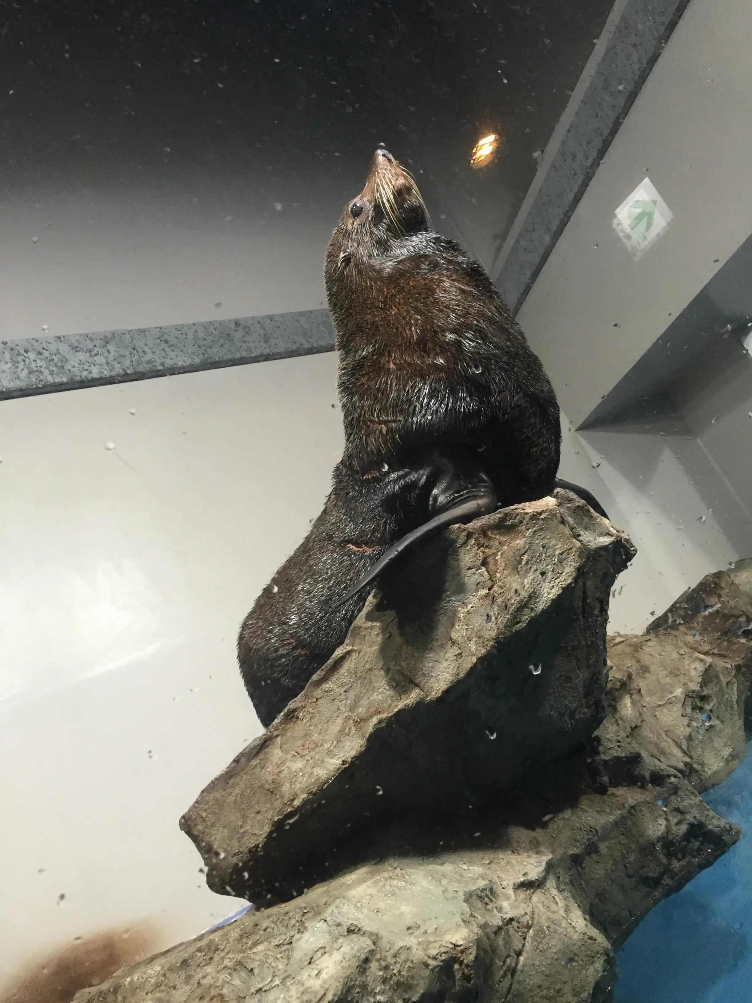 昼と夜でイルカショーが変わる!?光・音・映像と海の生き物のコラボレーション ✨《*アクアパーク品川*》の魅力☆★ _11