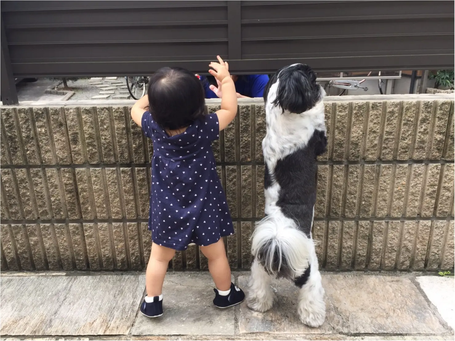 【 今日のわんこ】じーーーー!! アイビーくんと赤ちゃん_1
