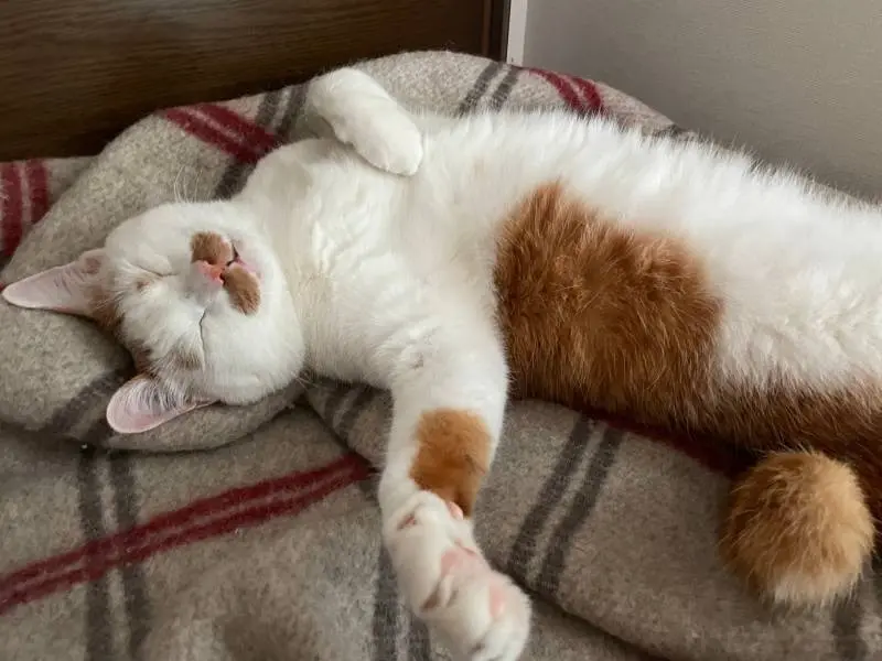 人間のように仰向けで眠る猫・ラビくん