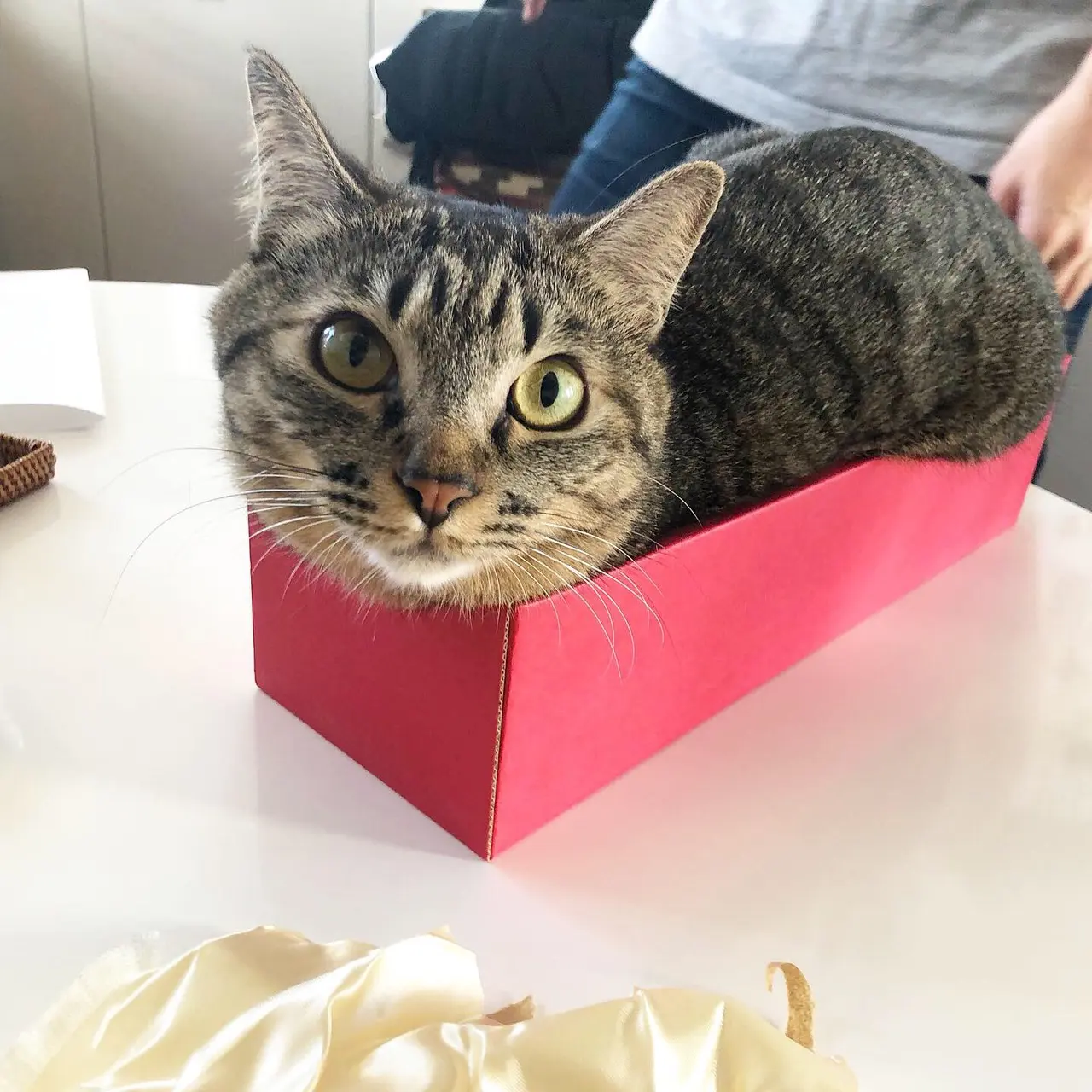 日本酒が入っていた箱に入る猫。雑種・サンちゃん