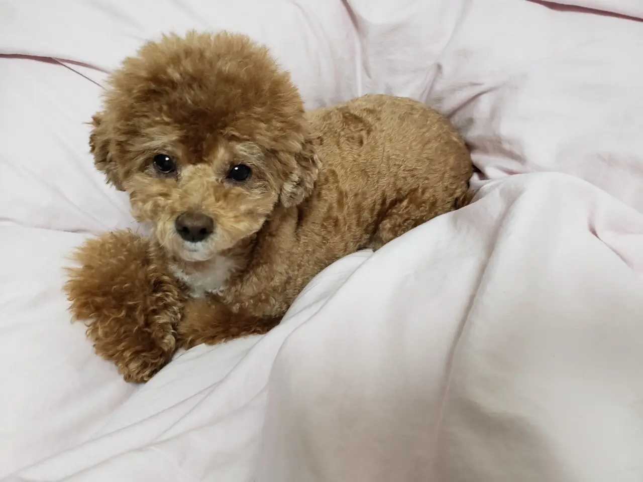【今日のわんこ】ぽんたくんの上目づかいに思わずキュン♡_1