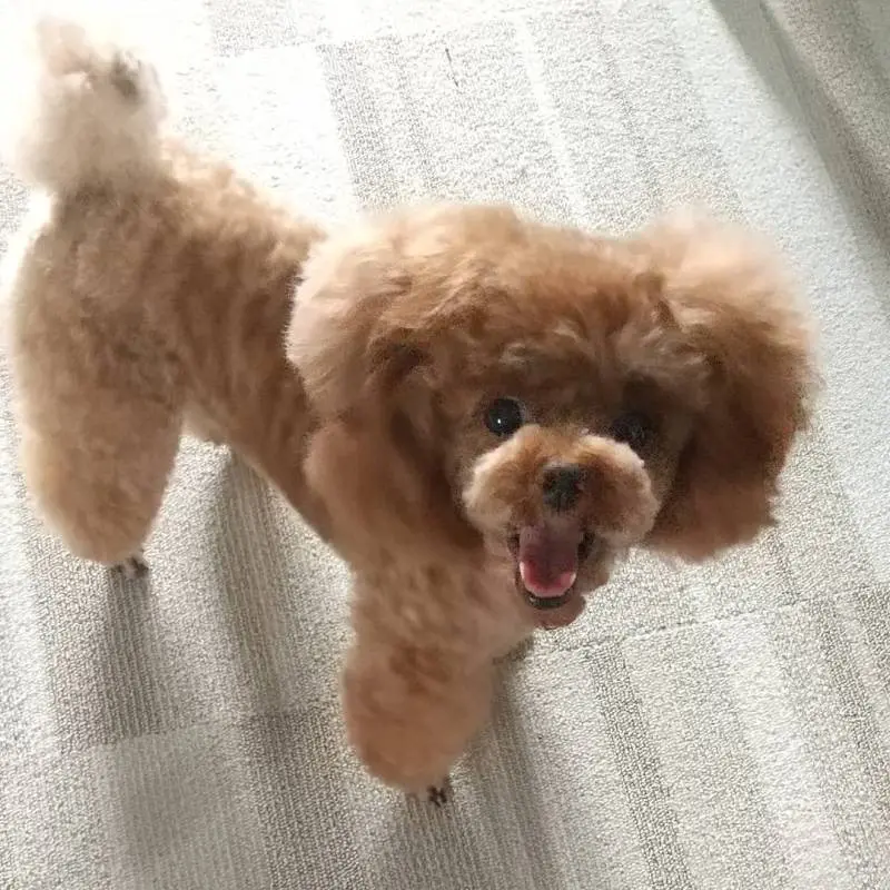 おやつを待っている犬・テテちゃん