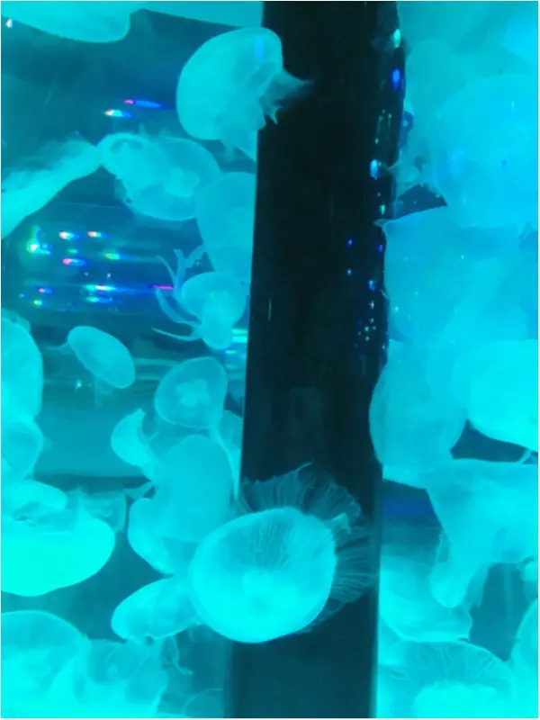 クラゲ✖花火♡アートな水族館アクアパーク品川に潜入♪byじゅな_10