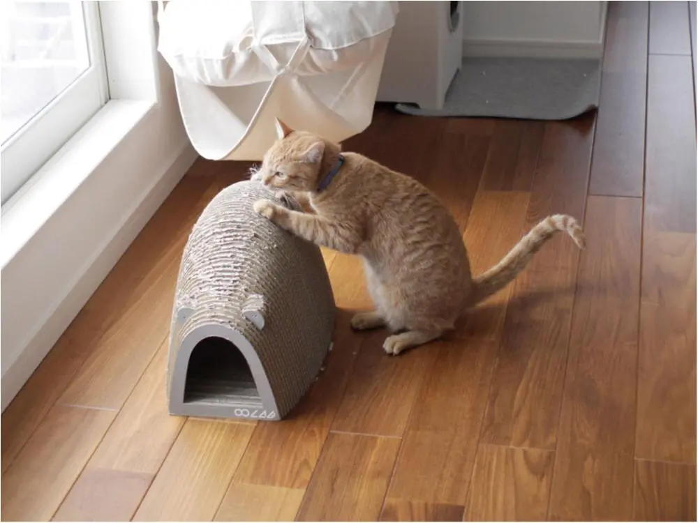 本日のにゃんこ ちゃとらんくん_1