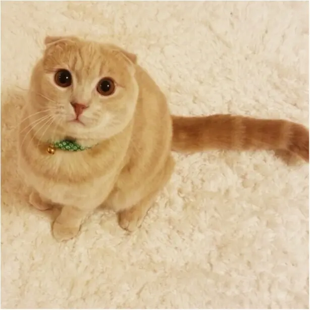 【今日のにゃんこ】内心ドキドキ! ニコくんがビクビクしている理由って?_1