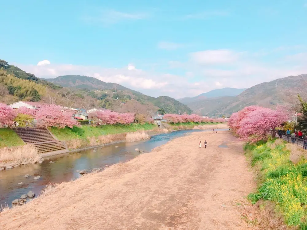 今が見頃❤︎3月なのに桜を楽しめる!河津桜を見に行ってきました*・゜゚・*:.。..。.:*・_2