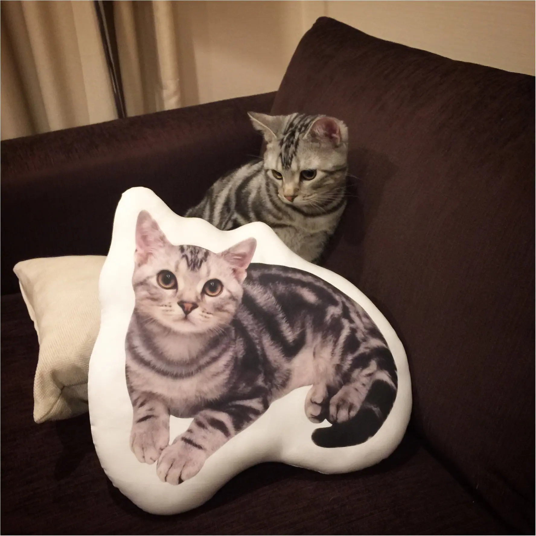 【今日のにゃんこ】ぼくが2人!? 特製クッションに驚くアランくん_1