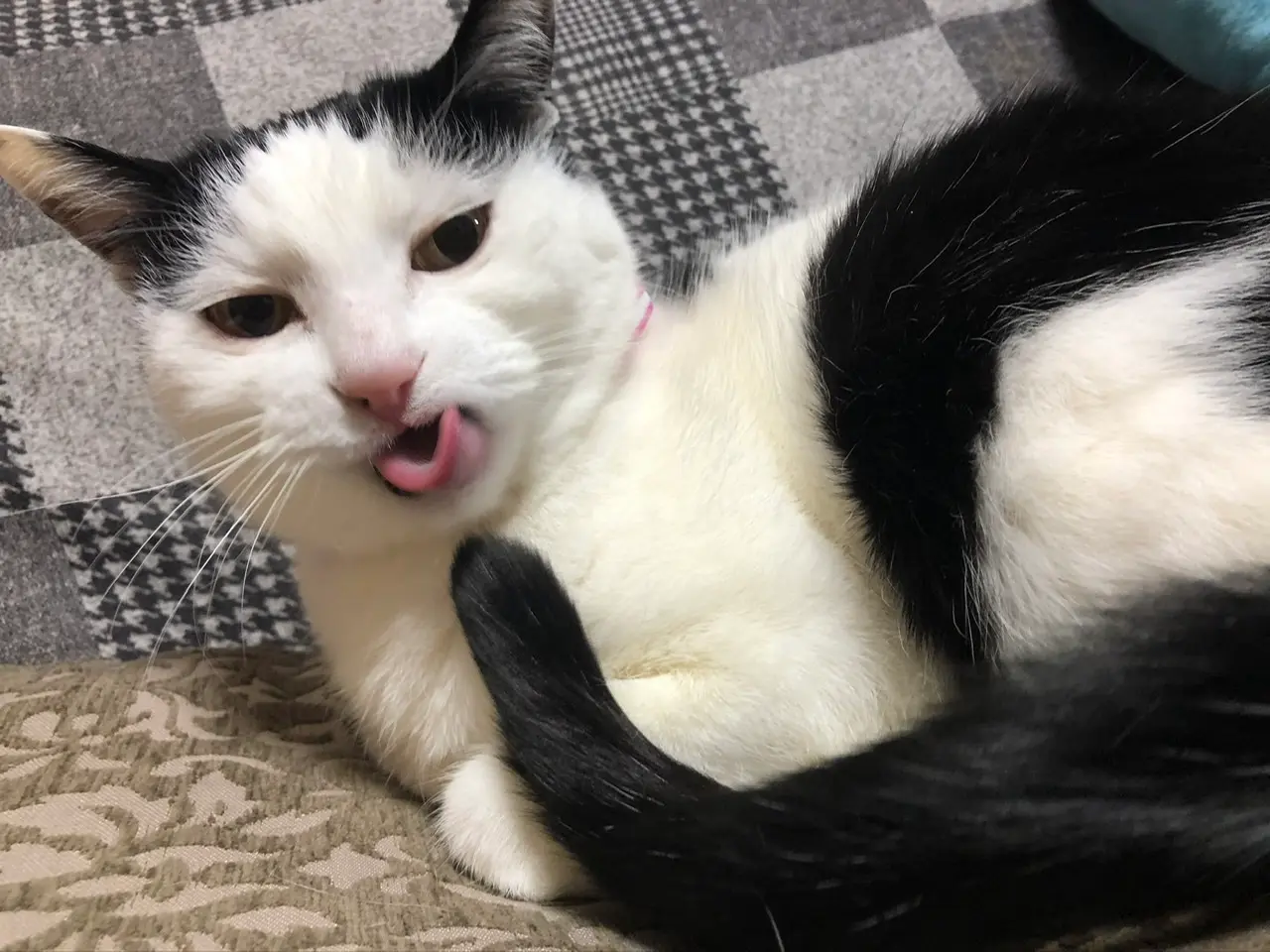 【我が家のペット】MOREにも一緒に出させていただいた、まったりおばあちゃん猫をご紹介♡_4